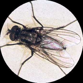 Bloemkoolvlieg Bloemkoolvlieg