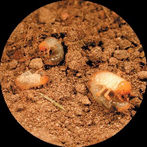 Biologische bestrijding keverlarven Biologische bestrijding keverlarven