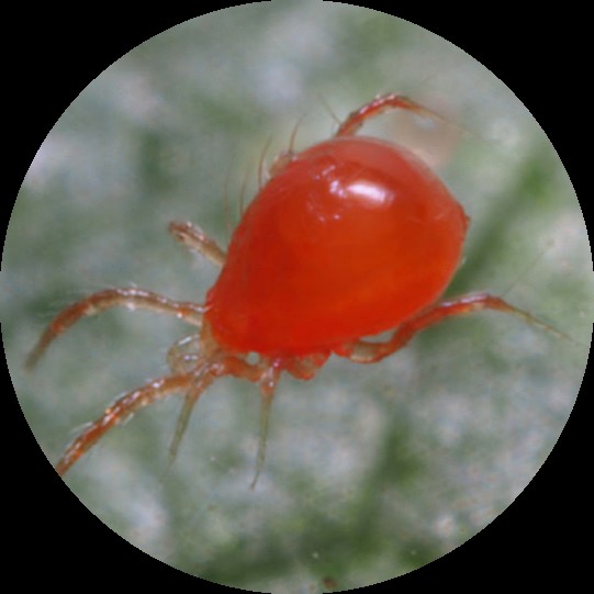 Biologische bestrijding van Spint